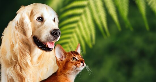 I benefici della spirulina per cani e gatti