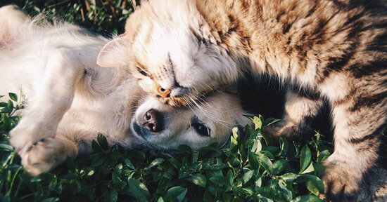I fiori australiani per gli amici animali
