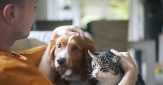 I fiori australiani per cani e gatti