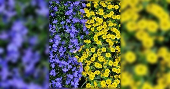I fiori californiani e la loro azione sul mondo delle emozioni
