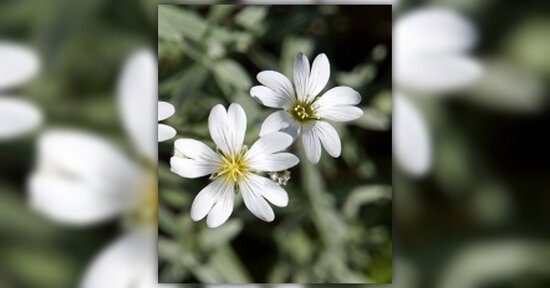 I fiori di Bach sostengono il sistema immunitario?