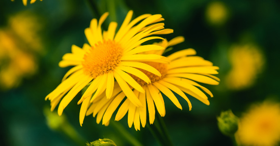 I mille usi dell’Arnica