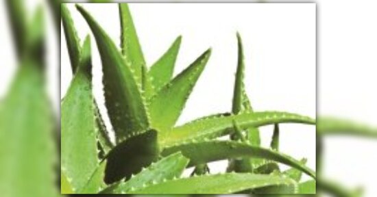 I molteplici volti dell’Aloe vera