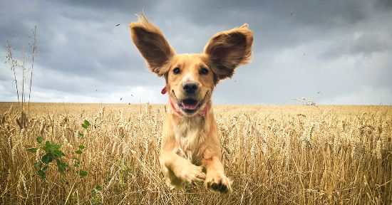 10 pericoli per i cani in estate
