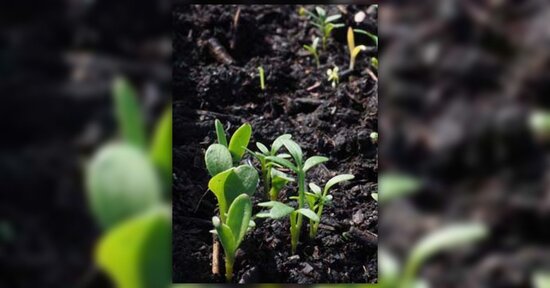 I semi a impollinazione aperta: cosa sono?