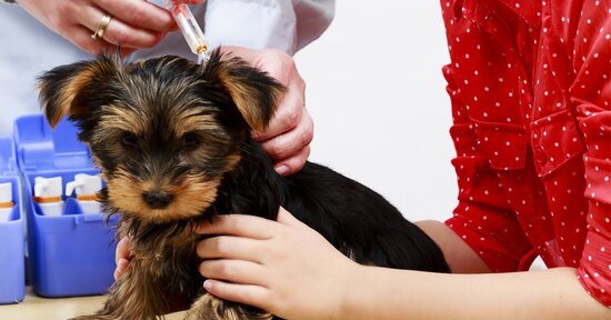 I vaccini per gli animali sono necessari?