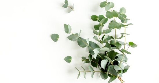 Il Bene Nascosto dell’Eucalipto, benefici e utilizzi dell’Olio Essenziale di Eucalyptus Cinerea