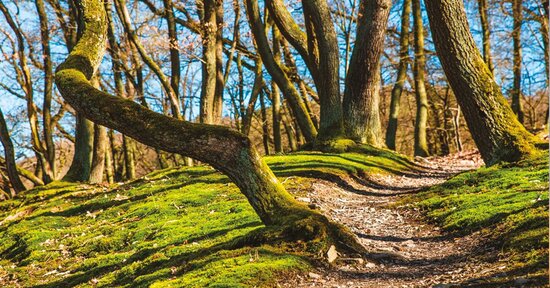 Il bosco che ci cura e ci rende persone migliori