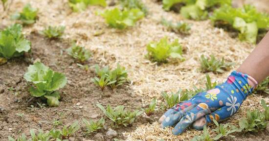 Il giardino che si cura da solo