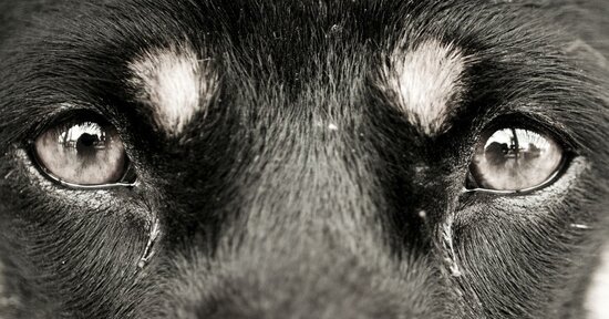Il linguaggio degli occhi nel cane e nel gatto