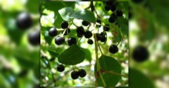 Bacche di Maqui: il nuovo antiossidante naturale