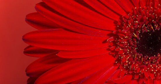 Il significato del colore rosso