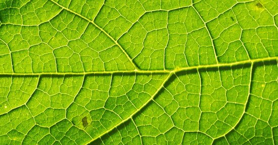 Il significato del colore verde