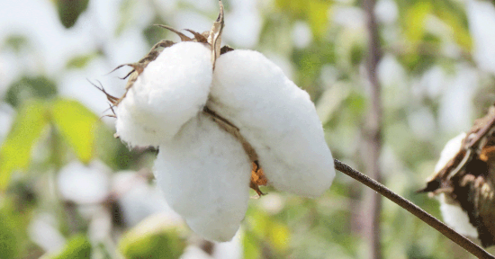 Il super cotone per il tuo bambino