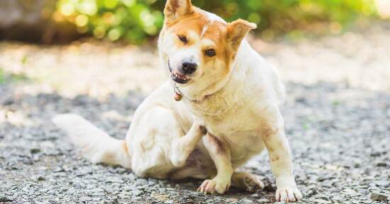 Dermatiti e prurito nel cane e nel gatto: ecco i migliori rimedi naturali