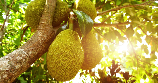 Jackfruit biologico