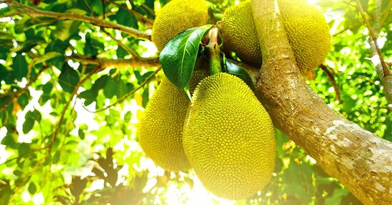 Jackfruit: La “carne” che cresce sugli alberi