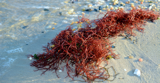 L'alga amica delle ossa