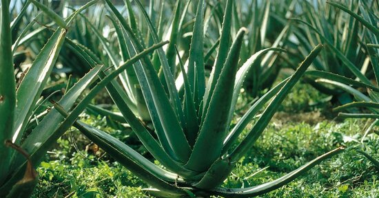 L’Aloe, la regina delle piante terapeutiche