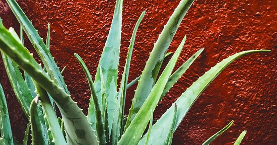 L’Aloe Vera: un prezioso alleato per difendersi dallo stress