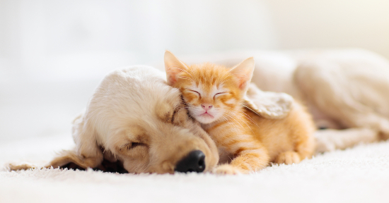 L'artrosi del cane e del gatto