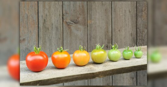 L'evoluzione dell'uomo.. ma anche l'evoluzione dell'alimentazione