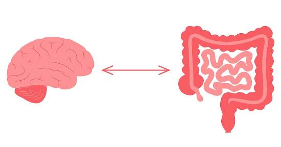 La Connessione Intestino-Cervello: Progressi Innovativi in Neuroscienza