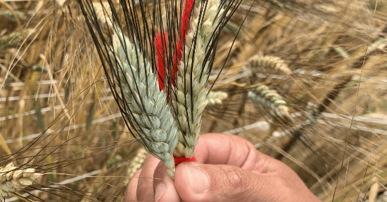 La Cooperativa Girolomoni presenta "Inizio"