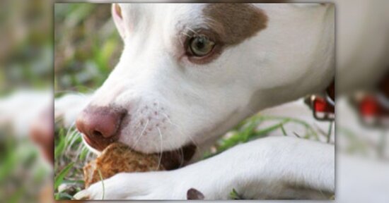 La dieta BARF per i tuoi amici animali