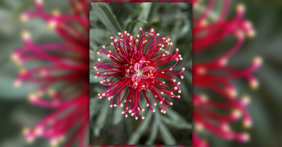 La floriterapia australiana: quali sono i due diversi sistemi e le loro caratteristiche