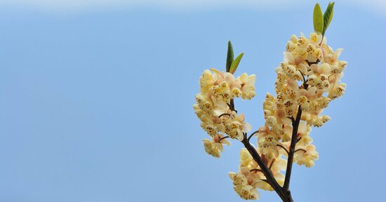 La Litsea Cubeba, elisir del sorriso