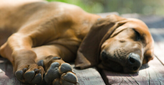 Morte dei nostri amici animali: c'è un'alternativa all'eutanasia