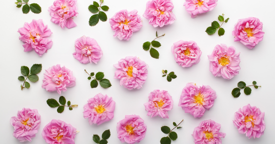 La Rosa: dal mito di Afrodite alla neurocosmesi