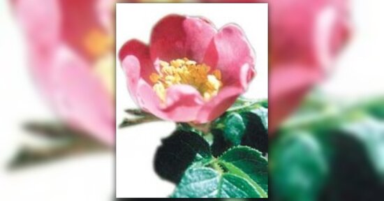 La Rosa Mosqueta e le sue proprietà