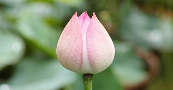 La salute con gemme e fiori