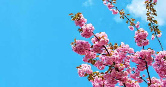 La stagione della rinascita