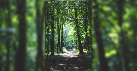 Cosa sentono gli alberi? Come comunicano?