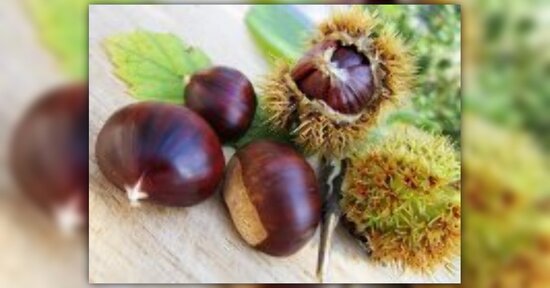 Le castagne. Benefici e ricette per un autunno al TOP