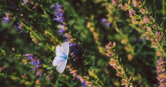 Le erbe officinali a tavola: sapore e salute tutto l’anno