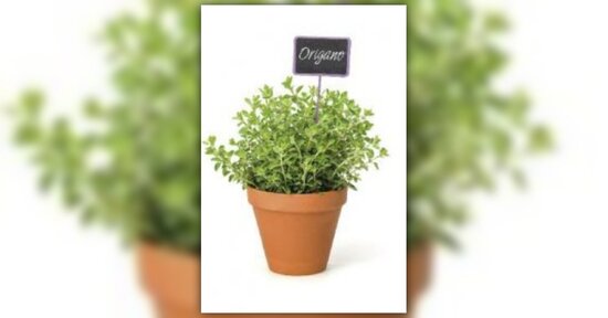 Le essenze di Origanum