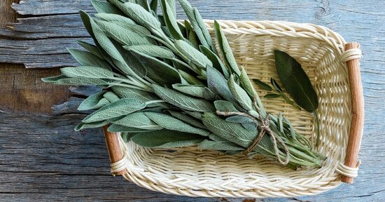 Le proprietà curative della salvia