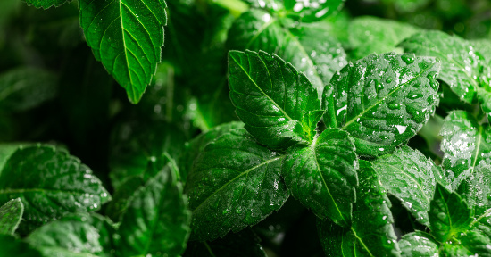 Le proprietà del Tulsi, il Basilico Santo dell'India