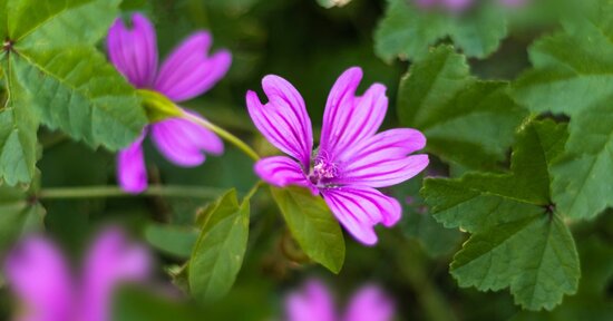 Malva: proprietà e benefici