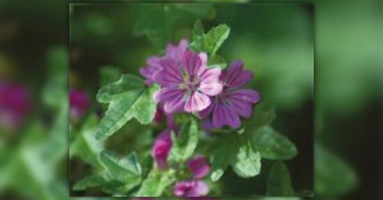 Malva, regina dei campi