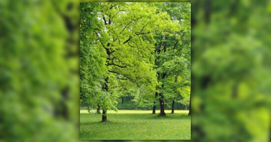 Mamma, perché la natura è così tanto verde?