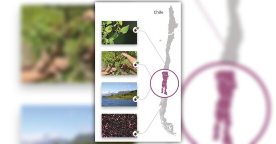 Maqui, il tesoro della Patagonia