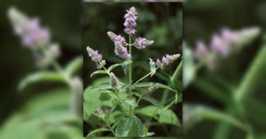 Menta Selvatica