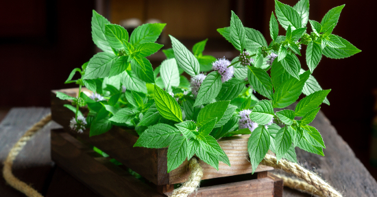 Mentha Arvensis, dal Giappone l’olio essenziale multitasking
