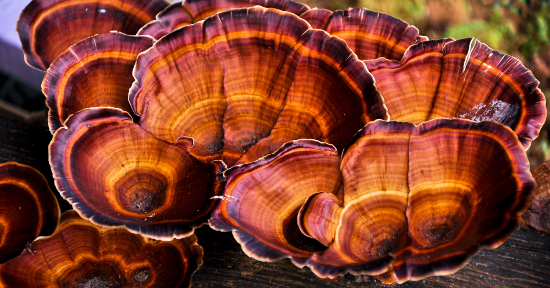 Micoterapia: cos'è, i benefici e i funghi medicinali più efficaci