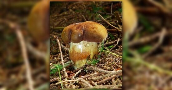 Micoterapia: i benefici dell’Agaricus